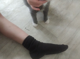 Five kittens for sale ready to go to forever homes mixed litter