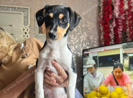Beautiful jack Russell pup !!!