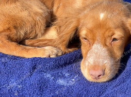 Very sweet spaniel pups for new homes