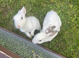 Mini Rex