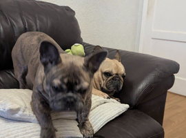 frenchie for rehoming