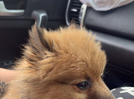 15 week old male pup