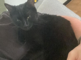 Beautiful black female and handsome tabby boy