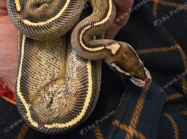 Cyprus freeway royal python female with setup