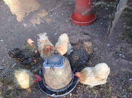 Older pekin bantam hens