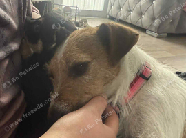 Jack Russell&rsquo;s
