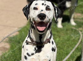 *PROVEN* KC reg black spotted handsome William