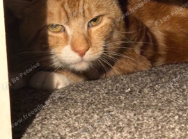 Ginger cat
