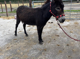 Stunning Irish Minature Jenny donkey