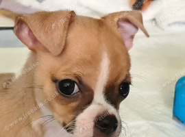 Chihuahua x boys ready to go today (ONLY 3 LEFT)