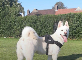 female dog for covering