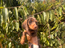 Last 3 Long haired dachshund puppies