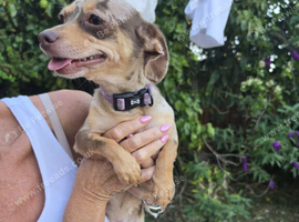 Beautiful Miniature Dachshund x Chihuahua (Brown Dapple) &ndash; 18 Months Old &ndash; Loving Home Wanted