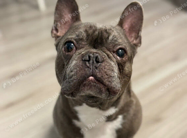 French bulldog for rehome