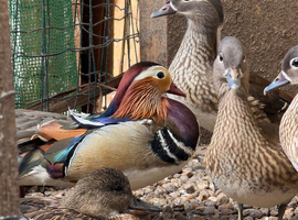 Mandarin ducks males/ females/ pairs