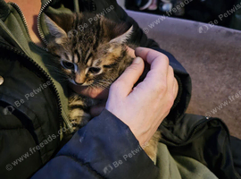 Tabby and black kittens for sale