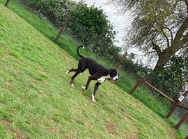 16 Month Great Dane