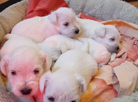 6 Miniature Schnauzers