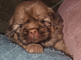 Imperial Shih Tzu Puppies (Boys)