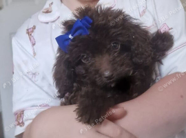Cockapoo female