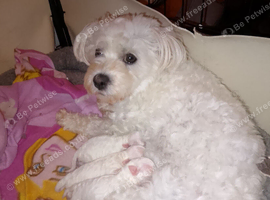 Maltese puppies