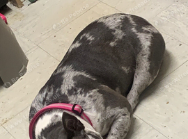 Exotic female micro bully