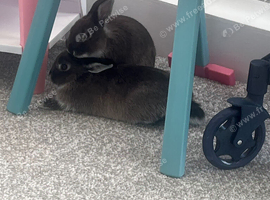 2 girl bunnies for sale