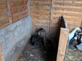 Mix breed ducks