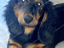 Dachshund x basset