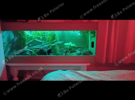4 foot vivarium & table