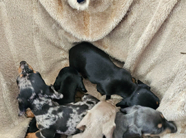 Miniture Dachshund puppies