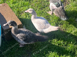 Barred muscovy trio - Male & 2 Females