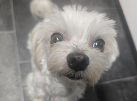 8 year old Maltese girl