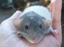 Standard and dwarf rats