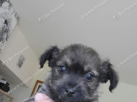 Cockapoo x chihuahua girls