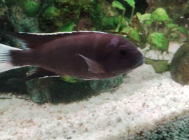 Malawi mbuna pseudotropheus acei ngara