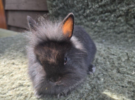 Netherland x Mini Lion Lop