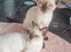 Beautiful ragdoll cross siamese kittens