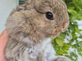 Dwarf lop boys