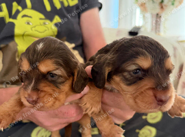 Show type cocker spaniels
