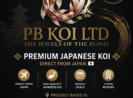 Koi carp for sale 7-22 inch