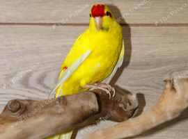Yellow and Green Kakariki,4