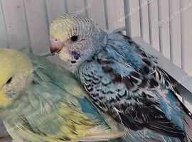 Budgie