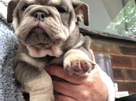 Stunning English Bulldog Puppies
