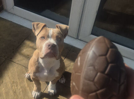 Staff x victorian bulldog