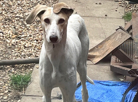Lurcher x Saluki