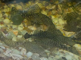 Bristlenose plec juveniles