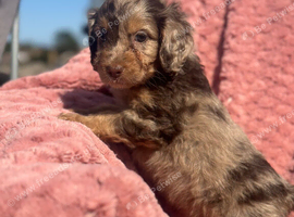 Stunning litter of cockapoo puppies