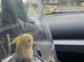 Missing my Baby cocktail