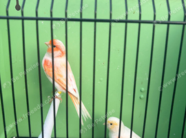 Mosaic canaries